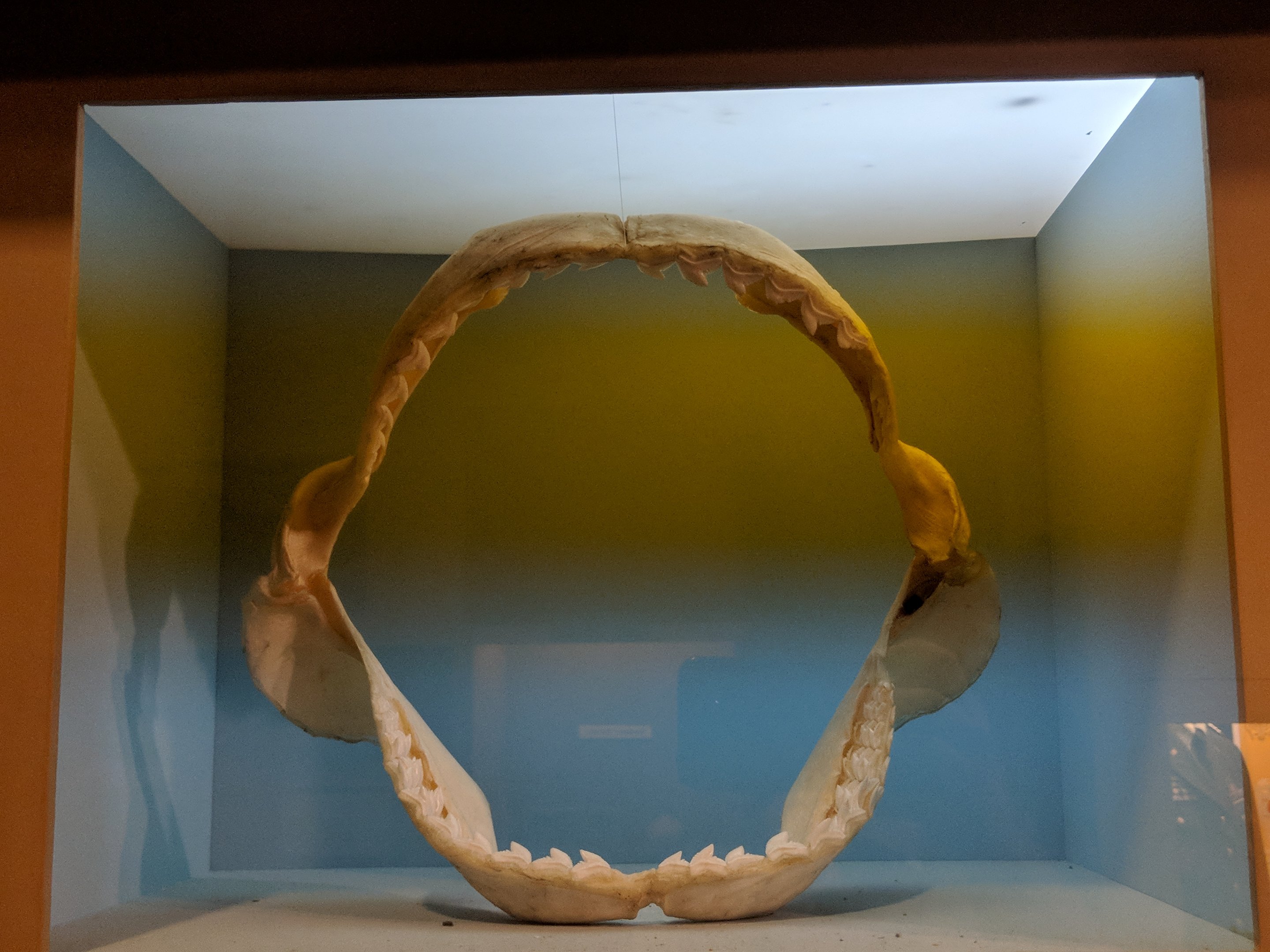 Tiger shark (Galeocerdo cuvier)