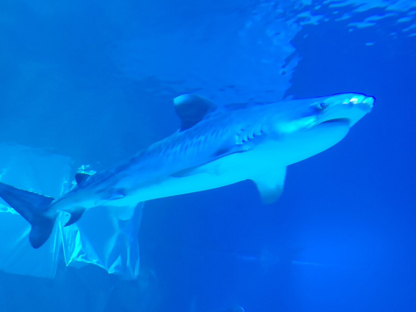 Tiger Shark(Galeocerdo cuvier)