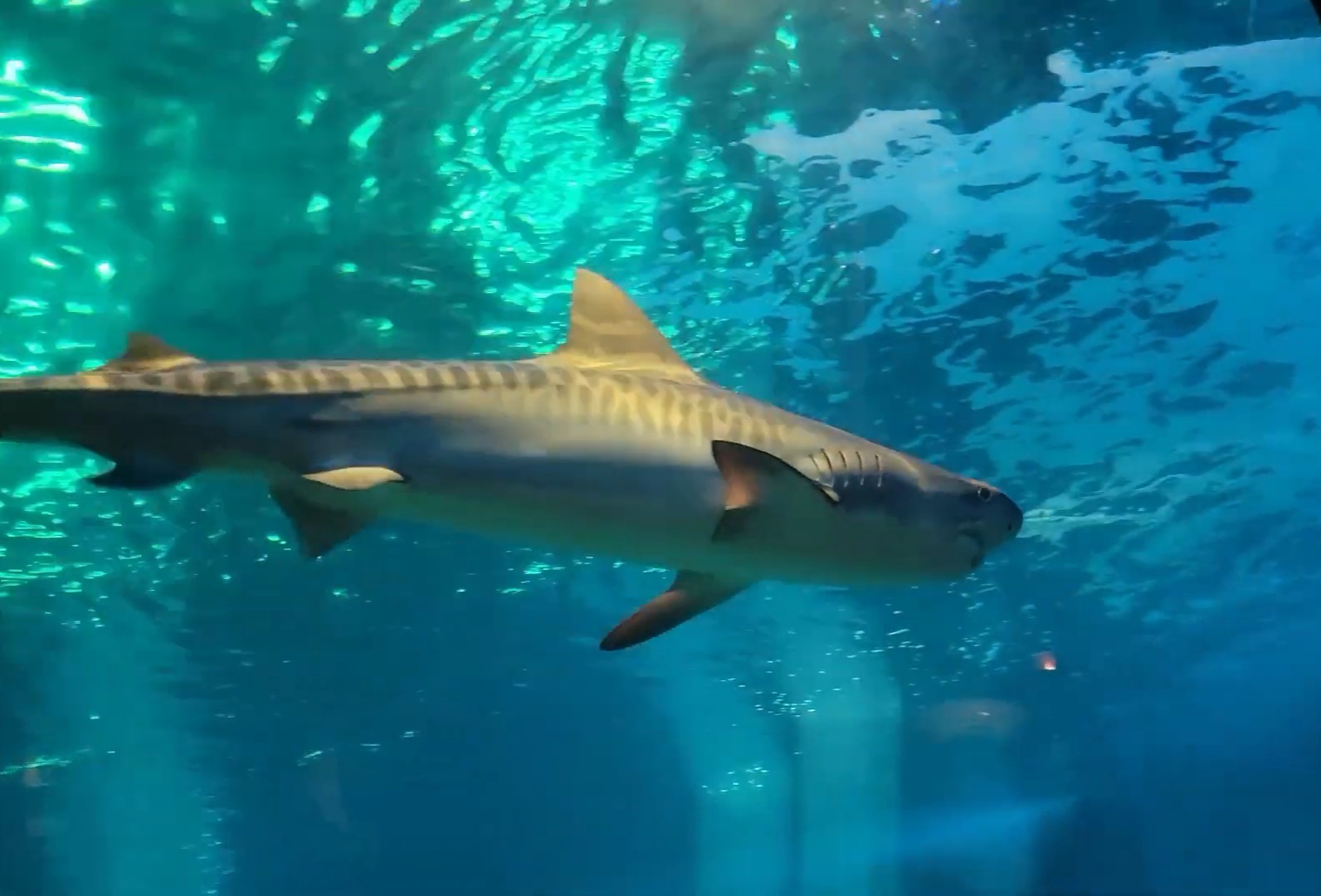 Tiger Shark (juvenile)