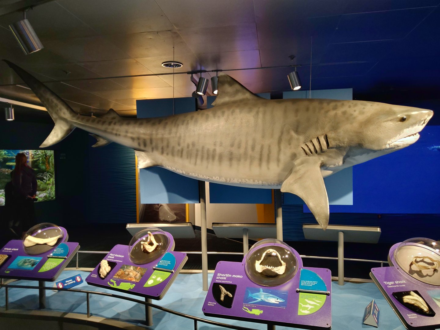 Tiger shark model - Science of Sharks exhibit