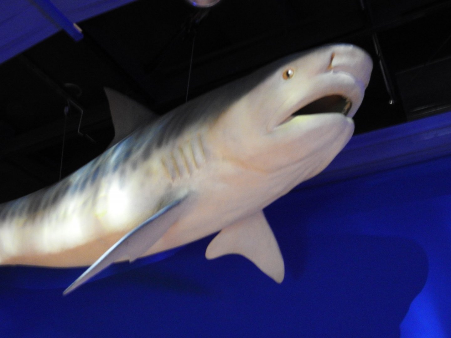 Tiger Shark Replica