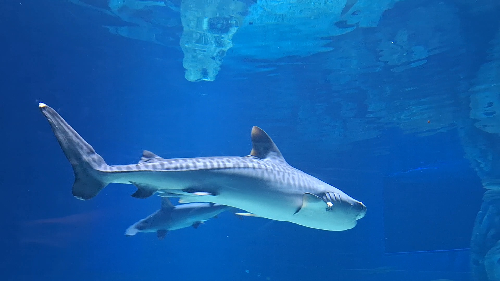 Tiger shark