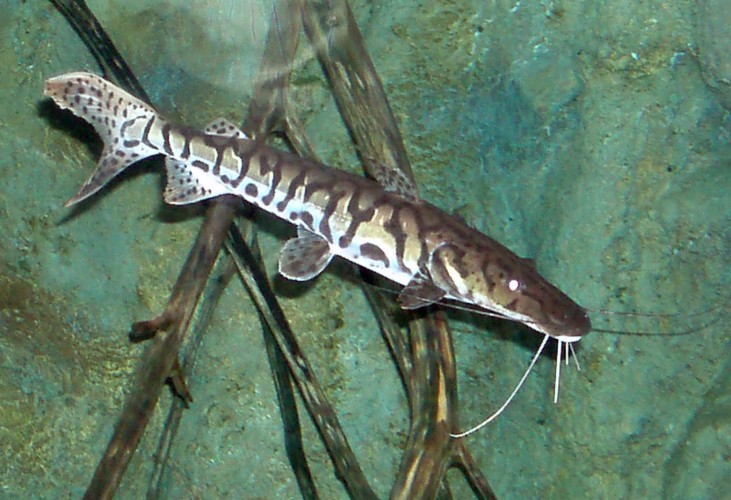 Tiger Shovel-nosed Catfish (Pseudoplatystoma tigrinum)