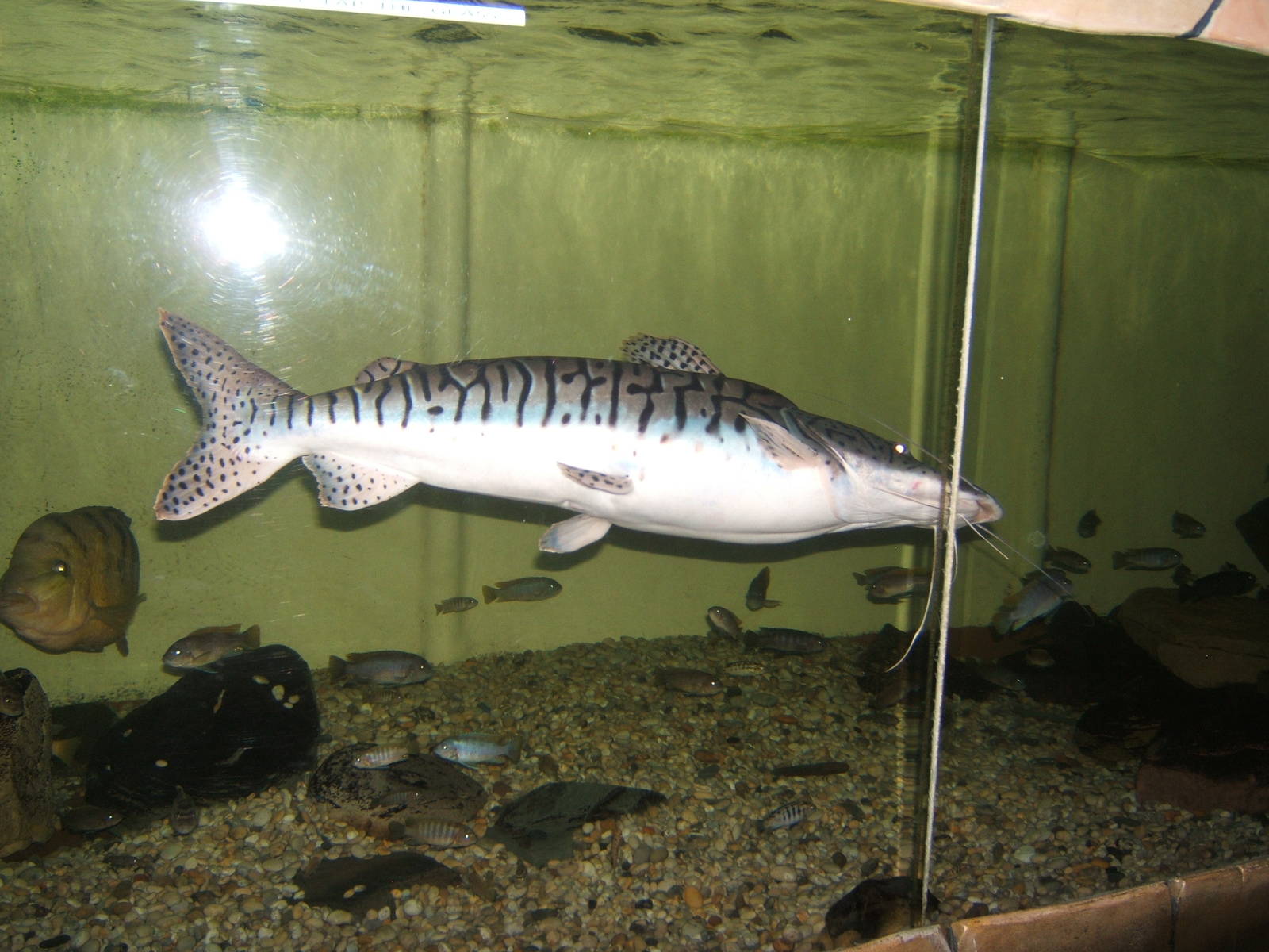 Tiger Shovel-nosed Catfish