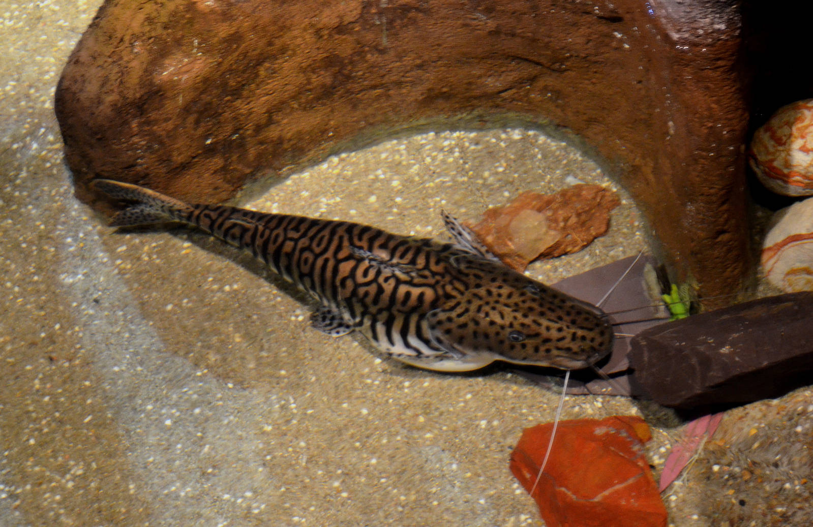 Tiger shovel nosed catfish