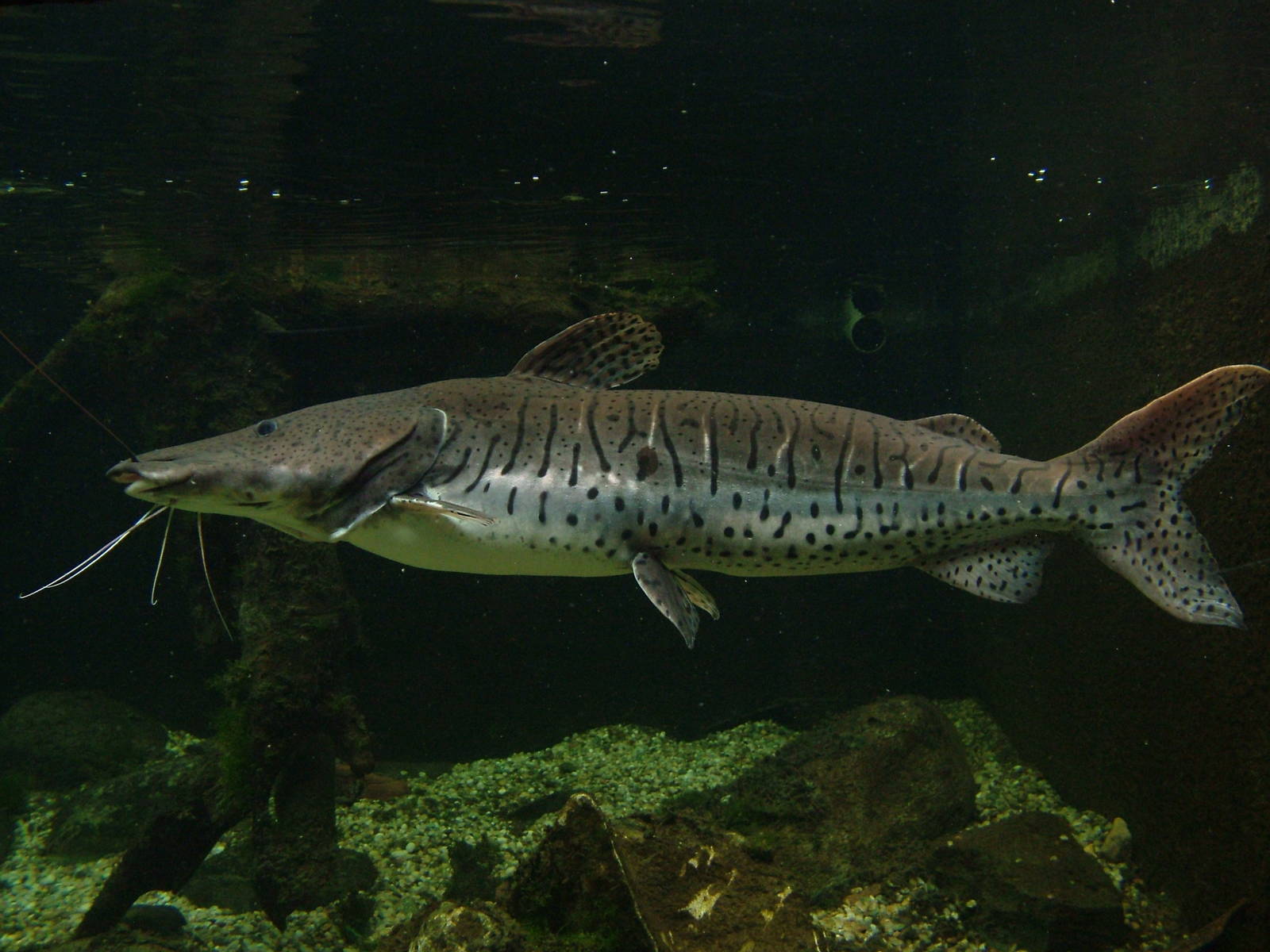 Tiger Shovelnose Catfish at the Palms: Final Visit, 08/08/10