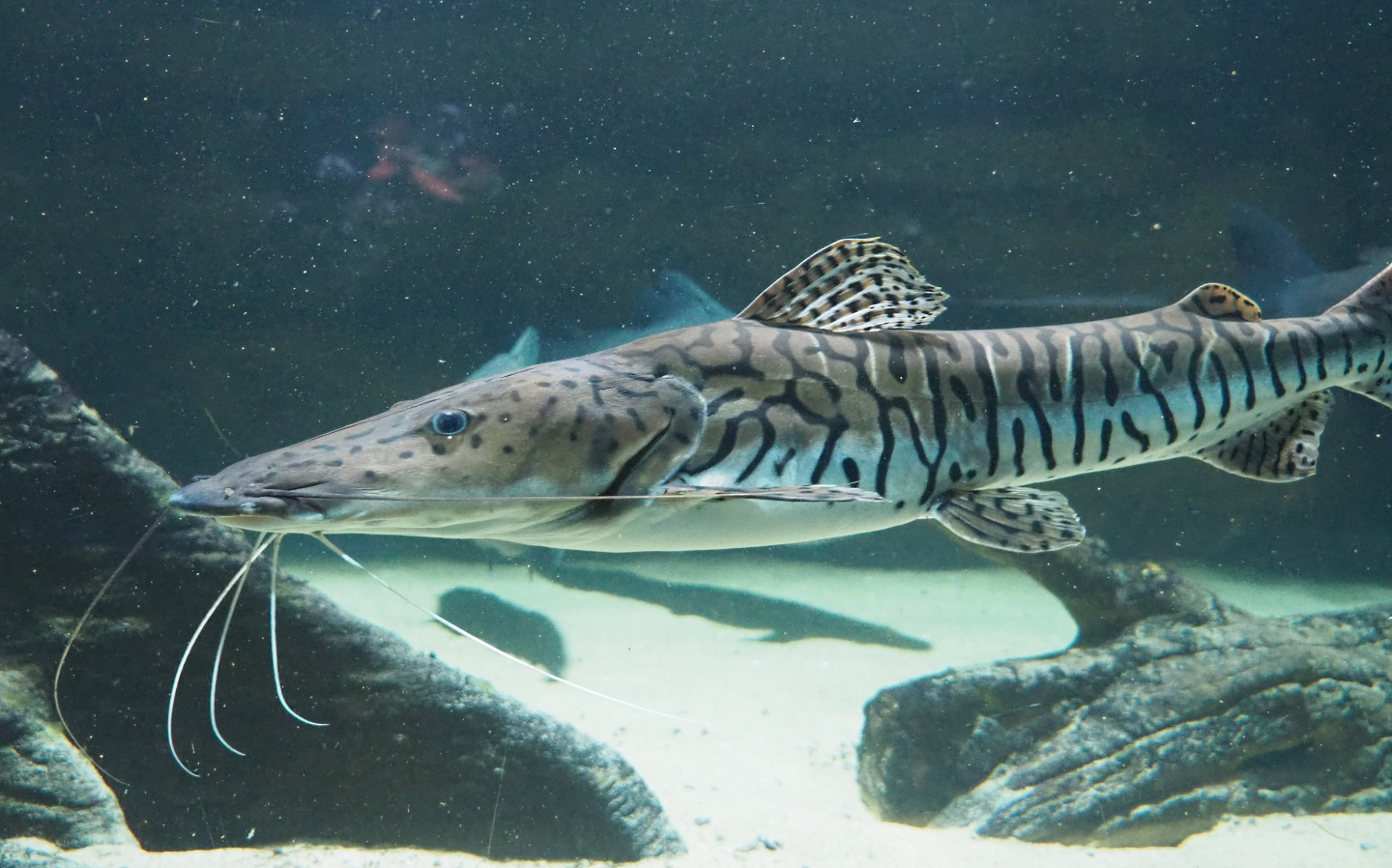 Tiger shovelnose catfish or Sorubim catfish (Pseudoplatystoma species), 2020-09-20