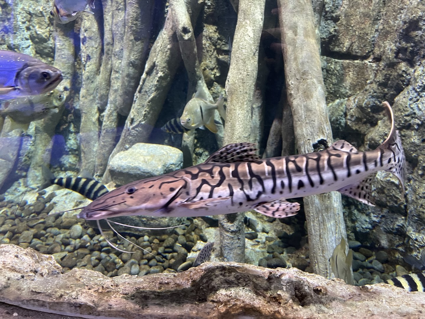 tiger shovelnose catfish (pseudoplatysoma tigrinum) (2) - BX Sea