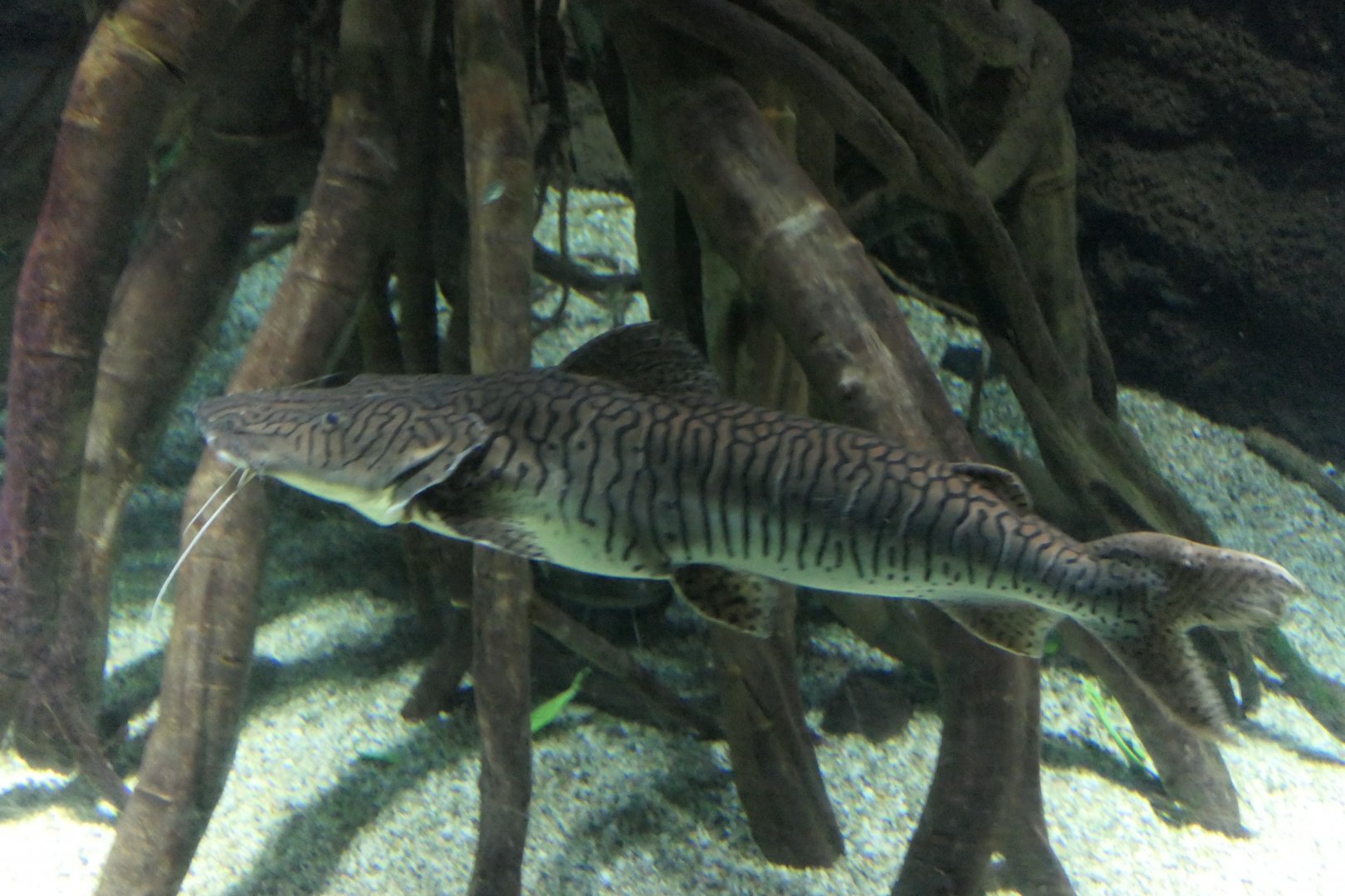 Tiger Shovelnose Catfish (Pseudoplatystoma fasciatum)