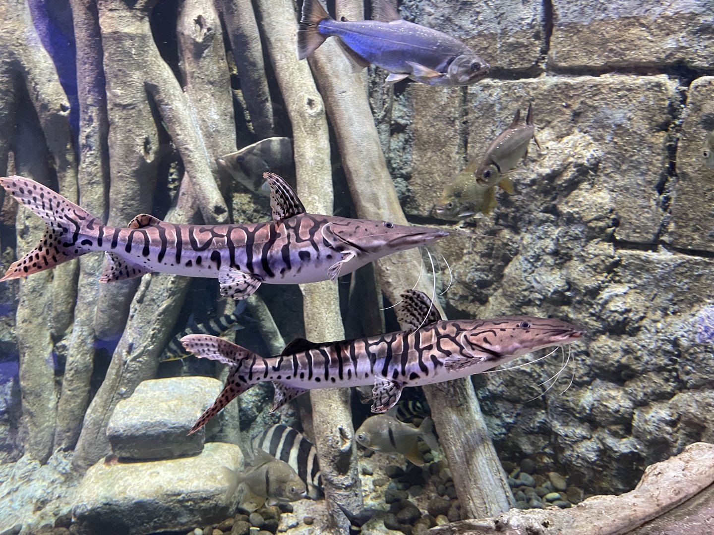 tiger shovelnose catfish (pseudoplatystoma tigrinum) (1) - BX Sea