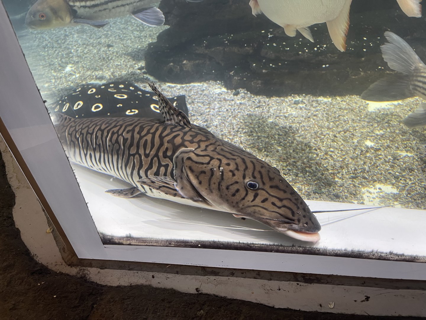 tiger shovelnose catfish (pseudoplatystoma tigrinum) (1)