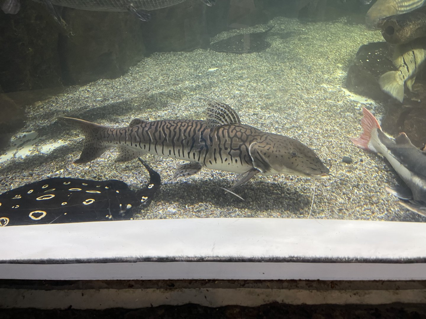 tiger shovelnose catfish (pseudoplatystoma tigrinum) (2)