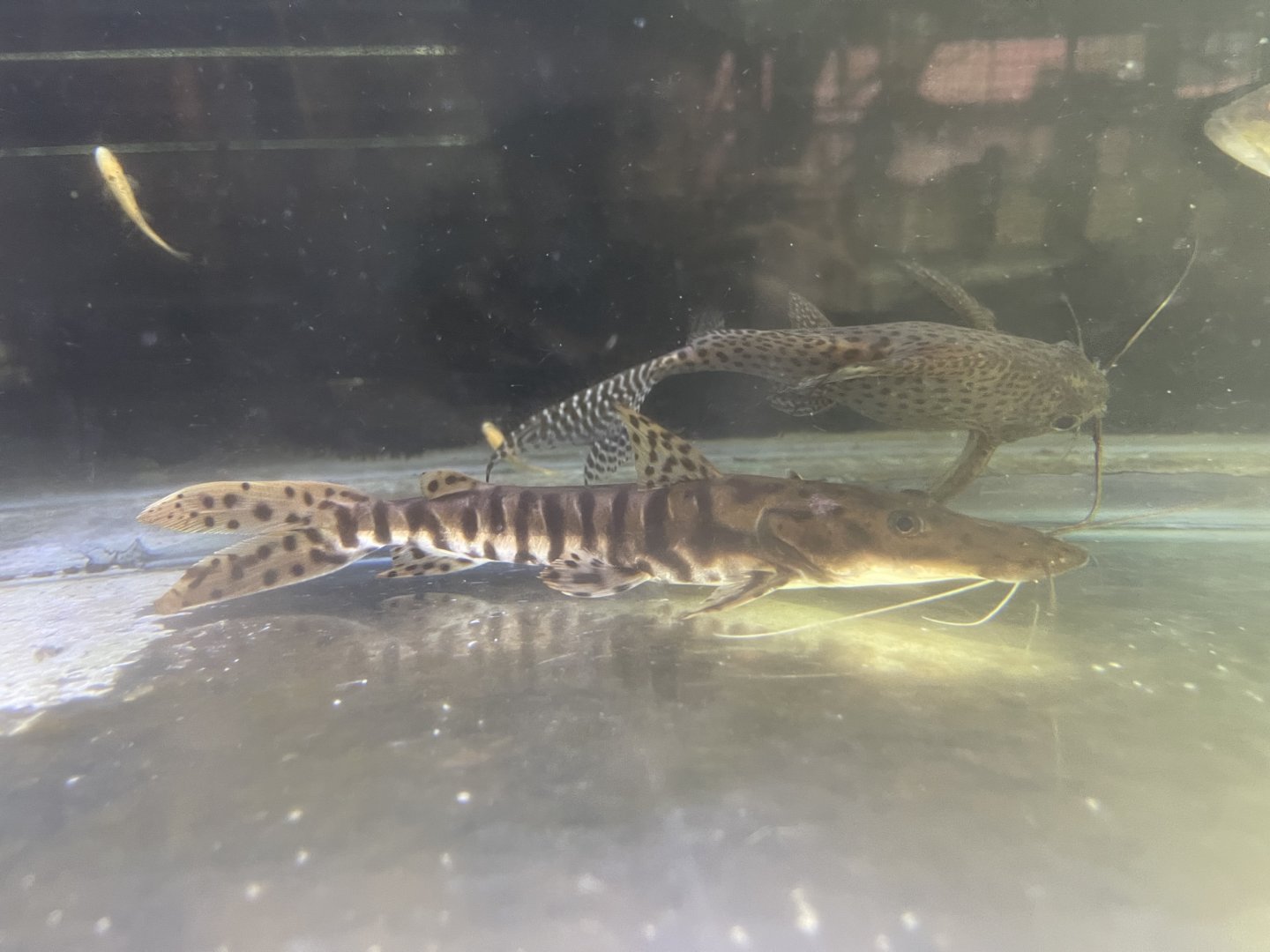tiger shovelnose catfish (pseuplatystoma sp.)