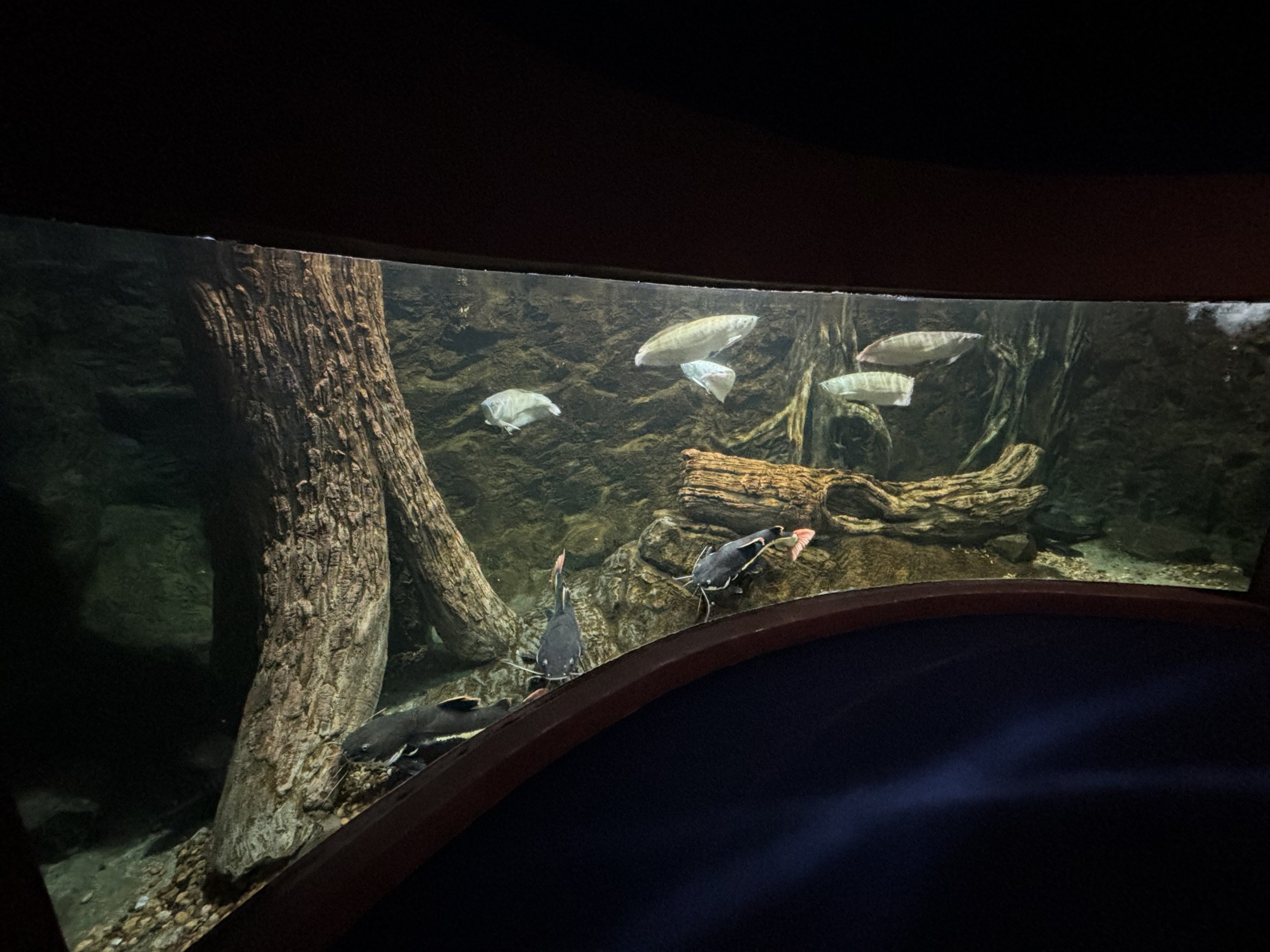 Tiger Shovelnose Catfish + Silver Arowana Exhibit