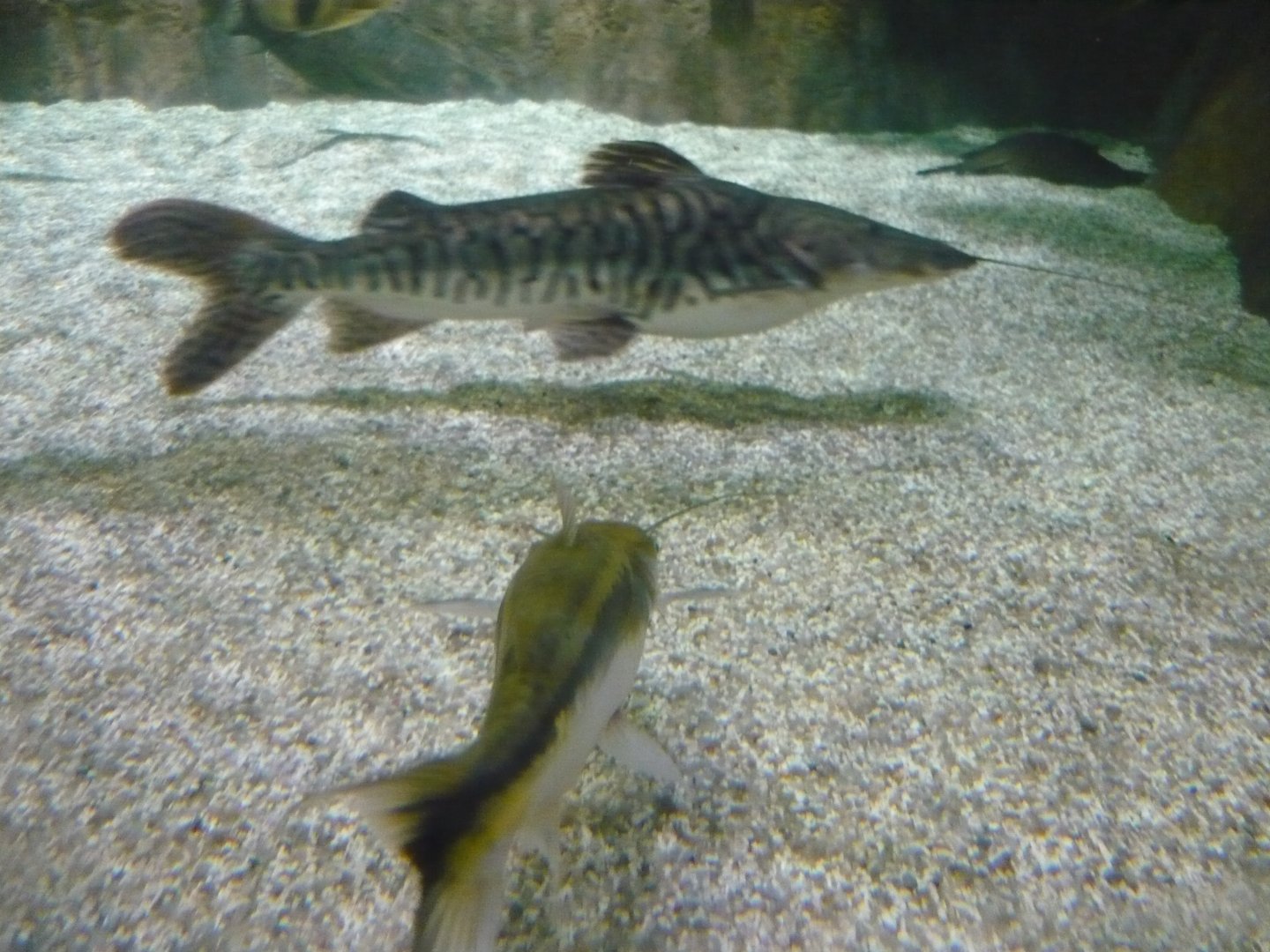 Tiger shovelnose catfish