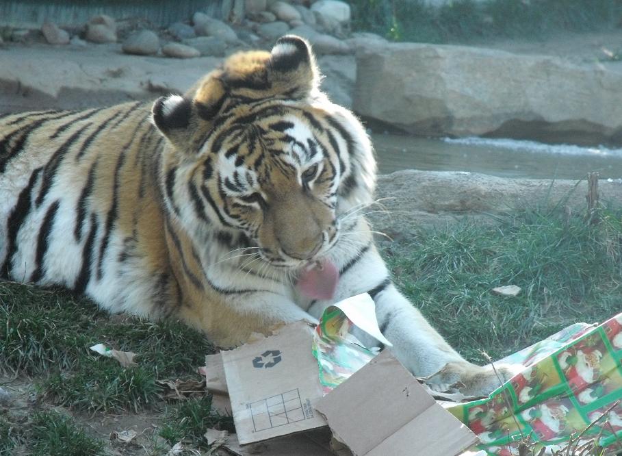 Tiger / Siberian / Amur