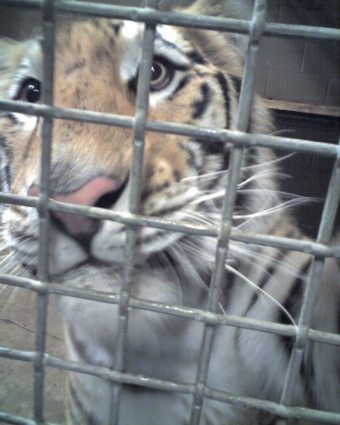 Tiger (Siberian/bengal hybrid)