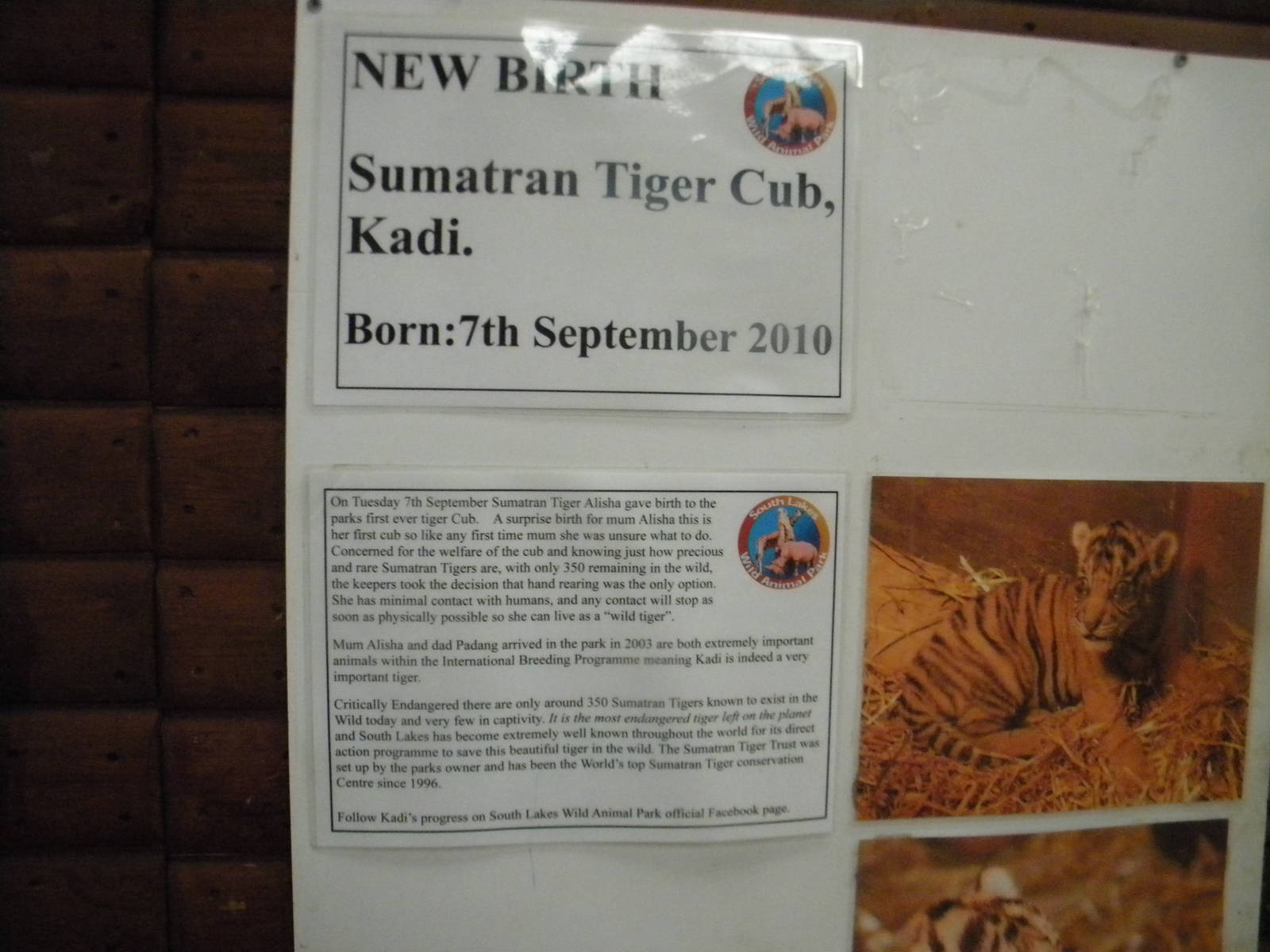 Tiger sign at SLWAP 16/07/11