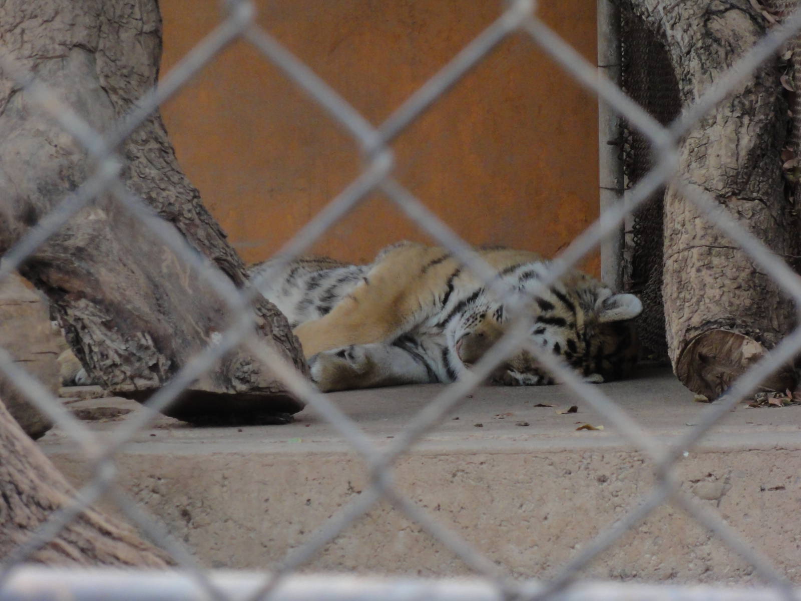 Tiger - sign said something about photos