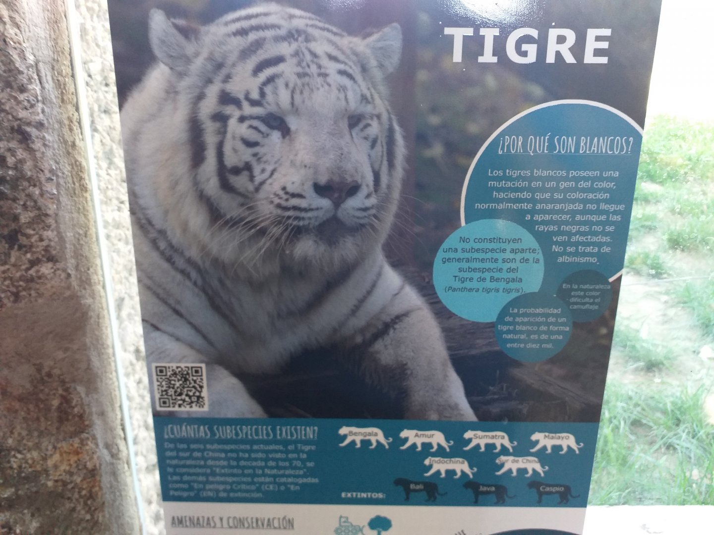 Tiger sign -Sendaviva (2020)