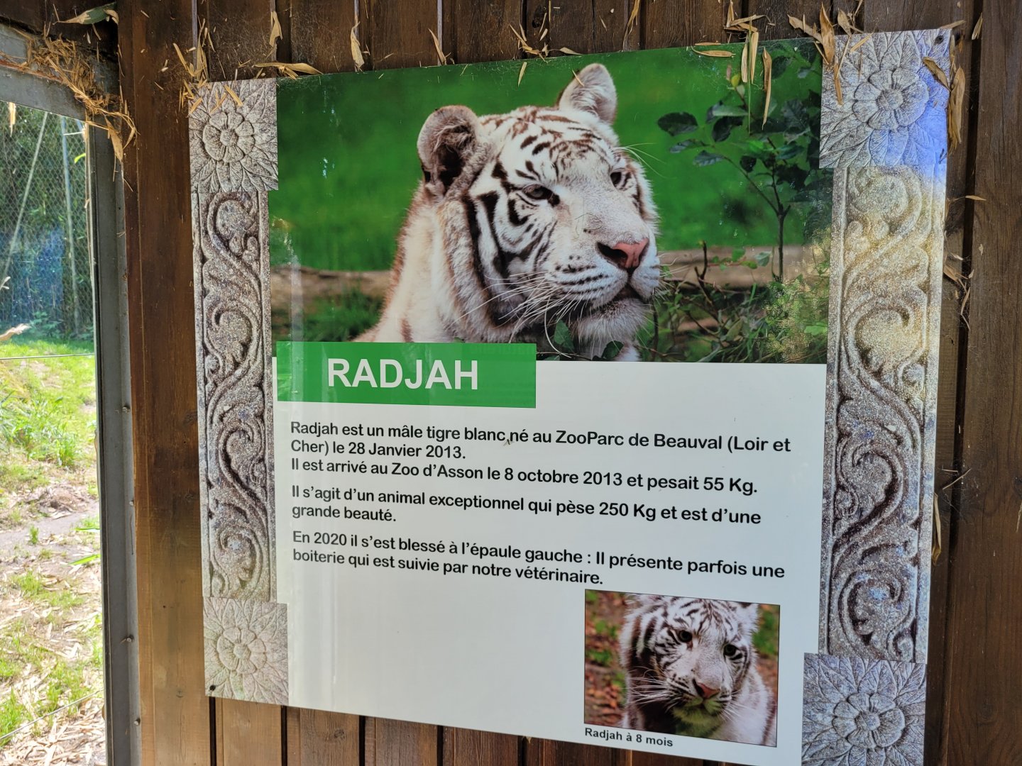 Tiger sign -Zoo d'Asson (2022)