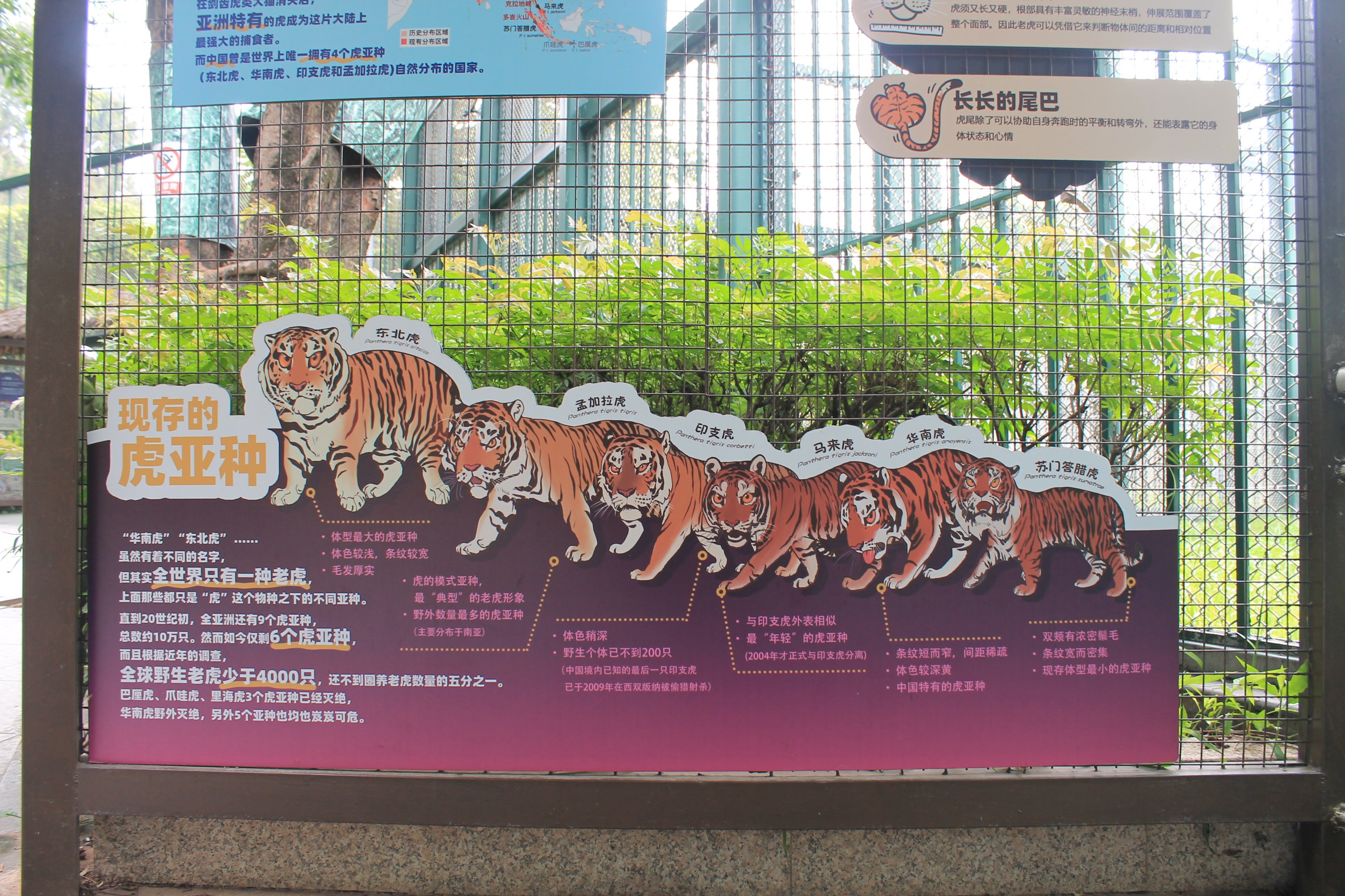 Tiger signage