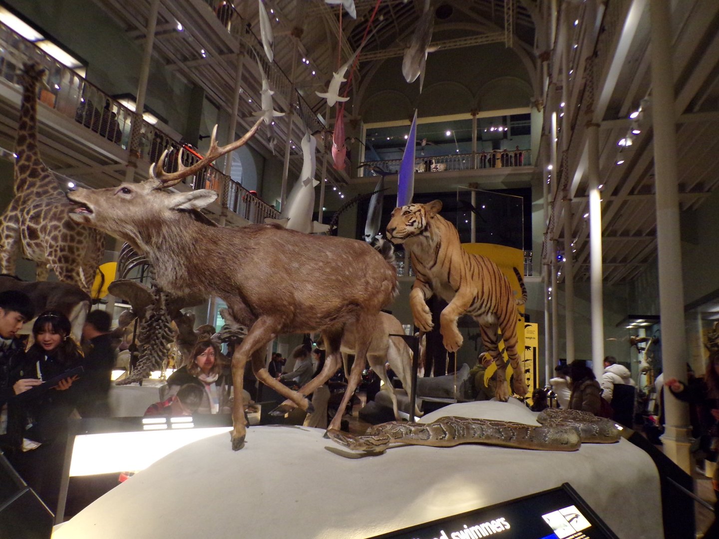 Tiger, sika deer and reticulated python 30 .12.22