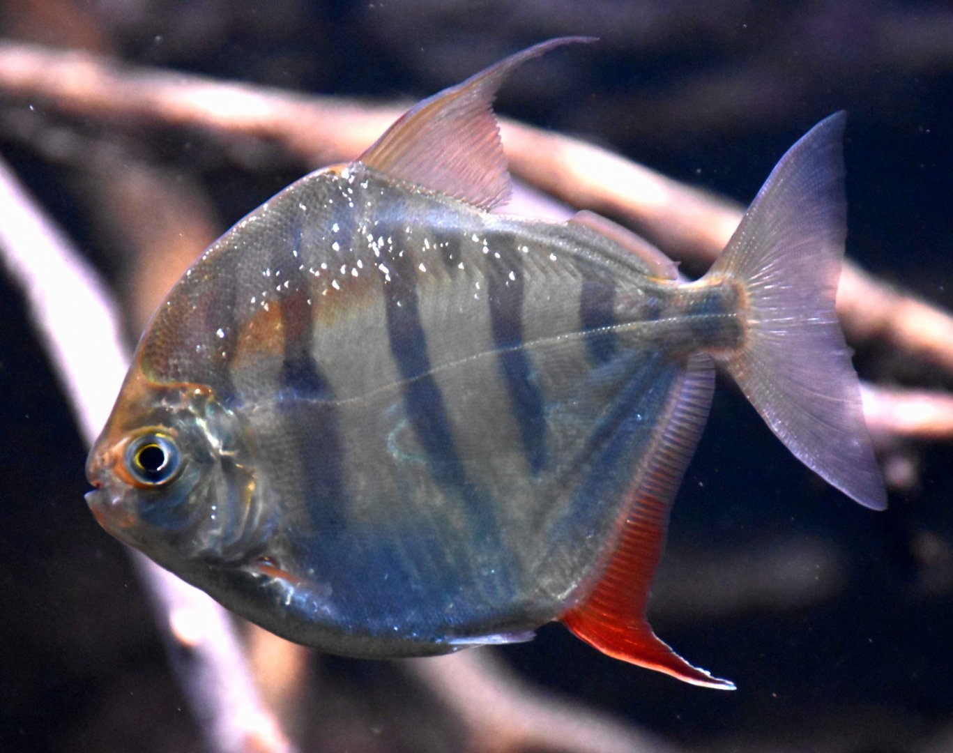 Tiger Silver Dollar (Metynnis fasciatus)