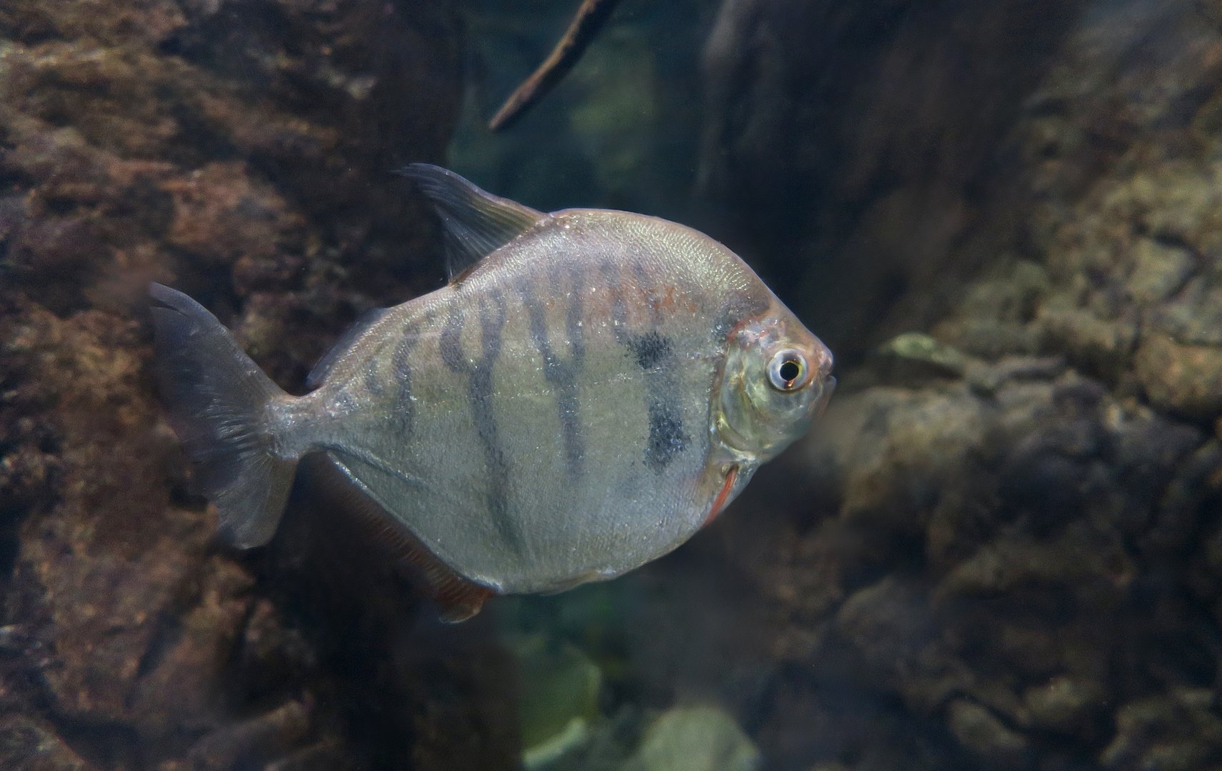Tiger Silver Dollar (Metynnis fasciatus)