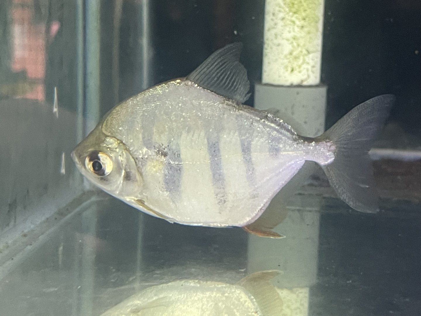 tiger silver dollar (metynnis fasciatus)