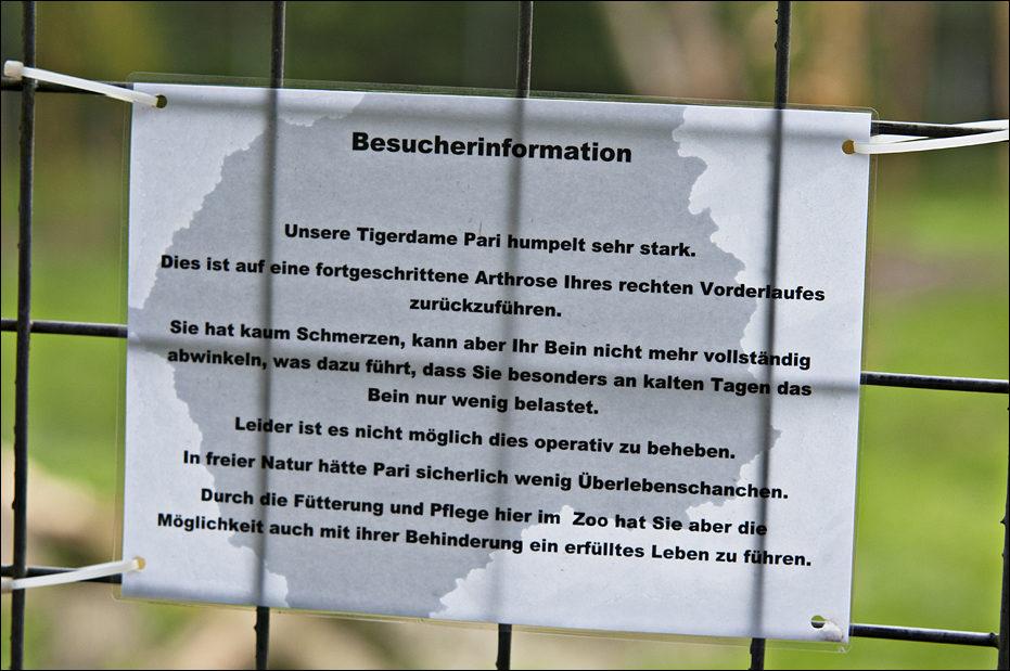 Tiger singn at Thüle