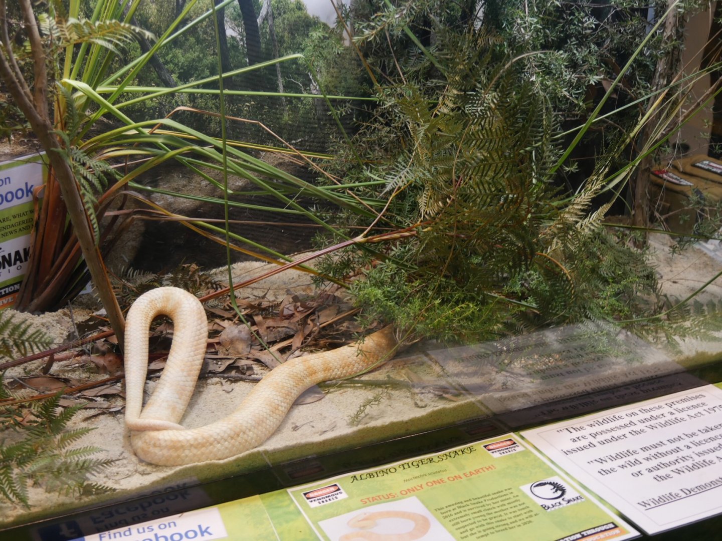 Tiger Snake (Albino)