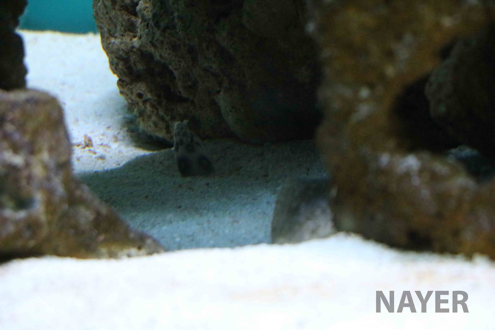 Tiger snake eel - Instituto Butantan, March 2016