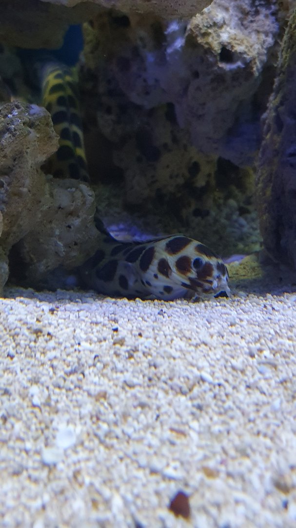 Tiger Snake-eel (Myrichthys maculosus)