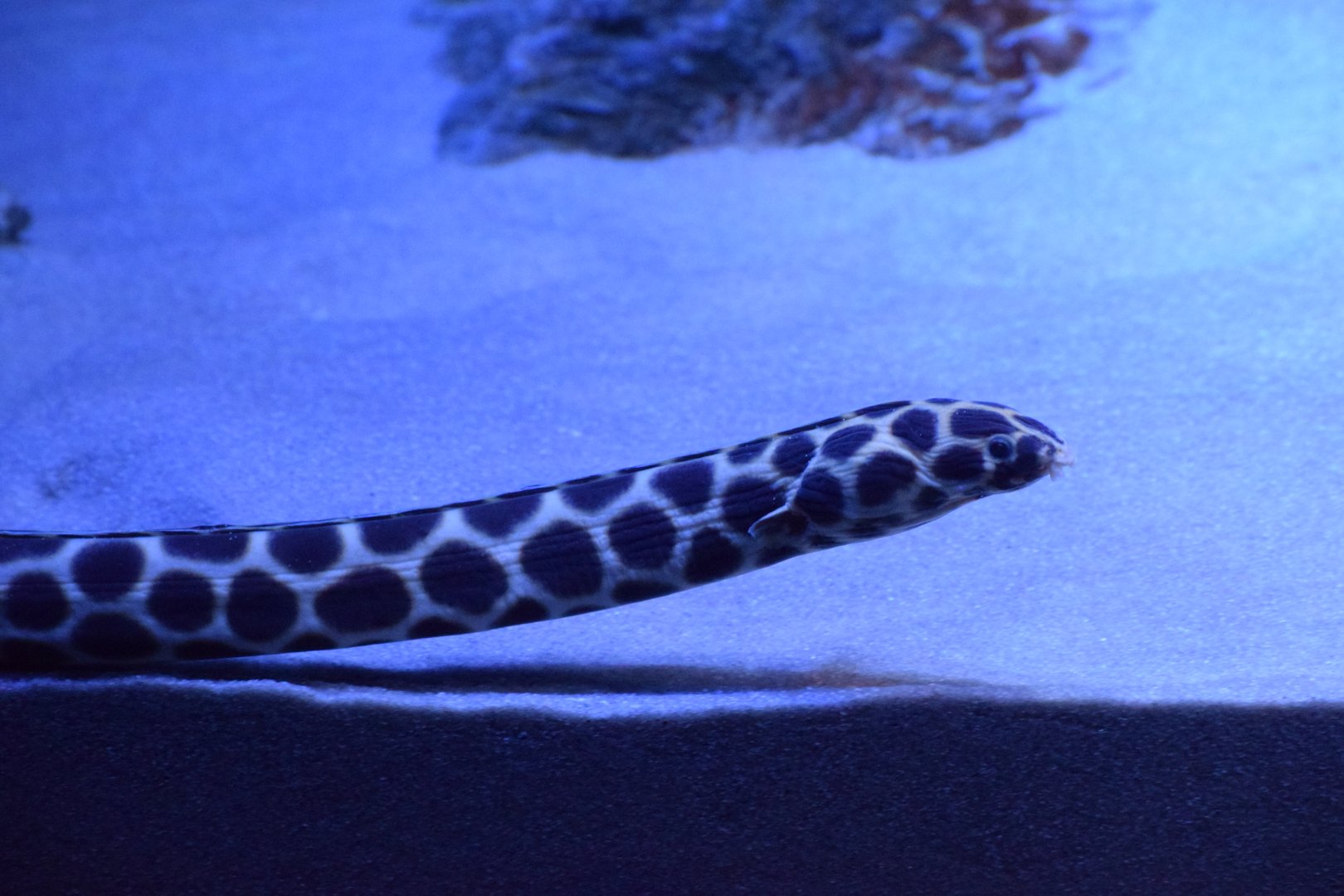 Tiger snake eel