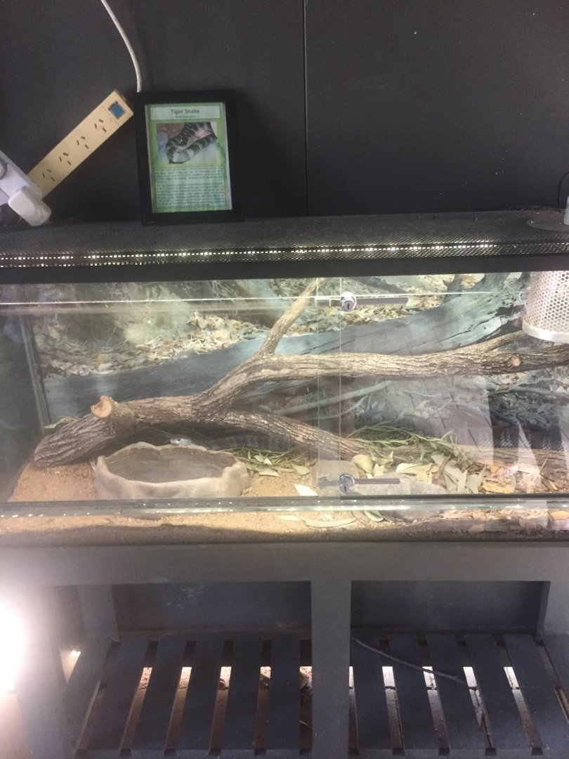 Tiger Snake Enclosure