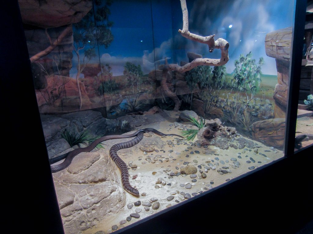 Tiger Snake exhibit