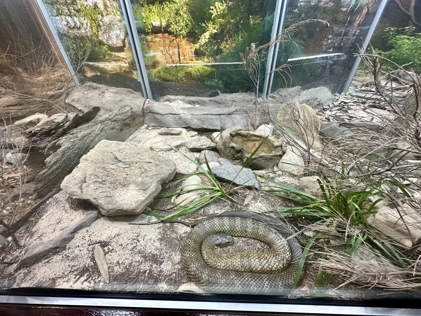 Tiger Snake Exhibit