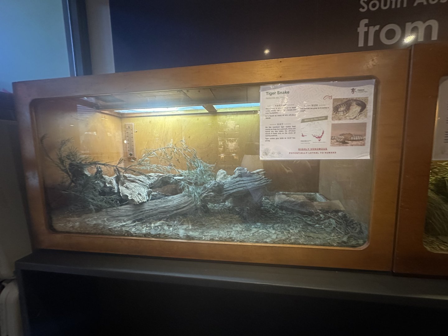 Tiger snake exhibit