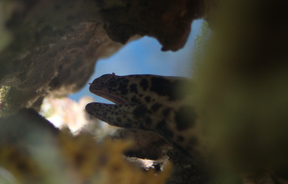 Tiger snake moray eel (Scuticaria tigrina)