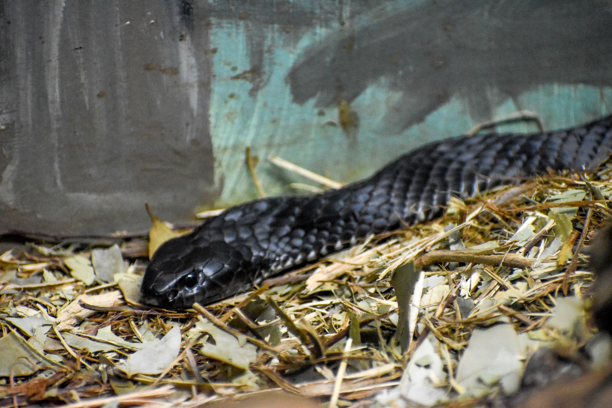 Tiger Snake (Notechis scutatus)