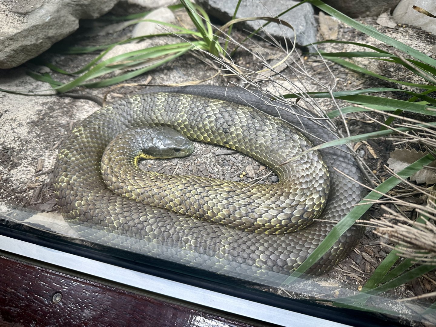 Tiger snake (Notechis scutatus)