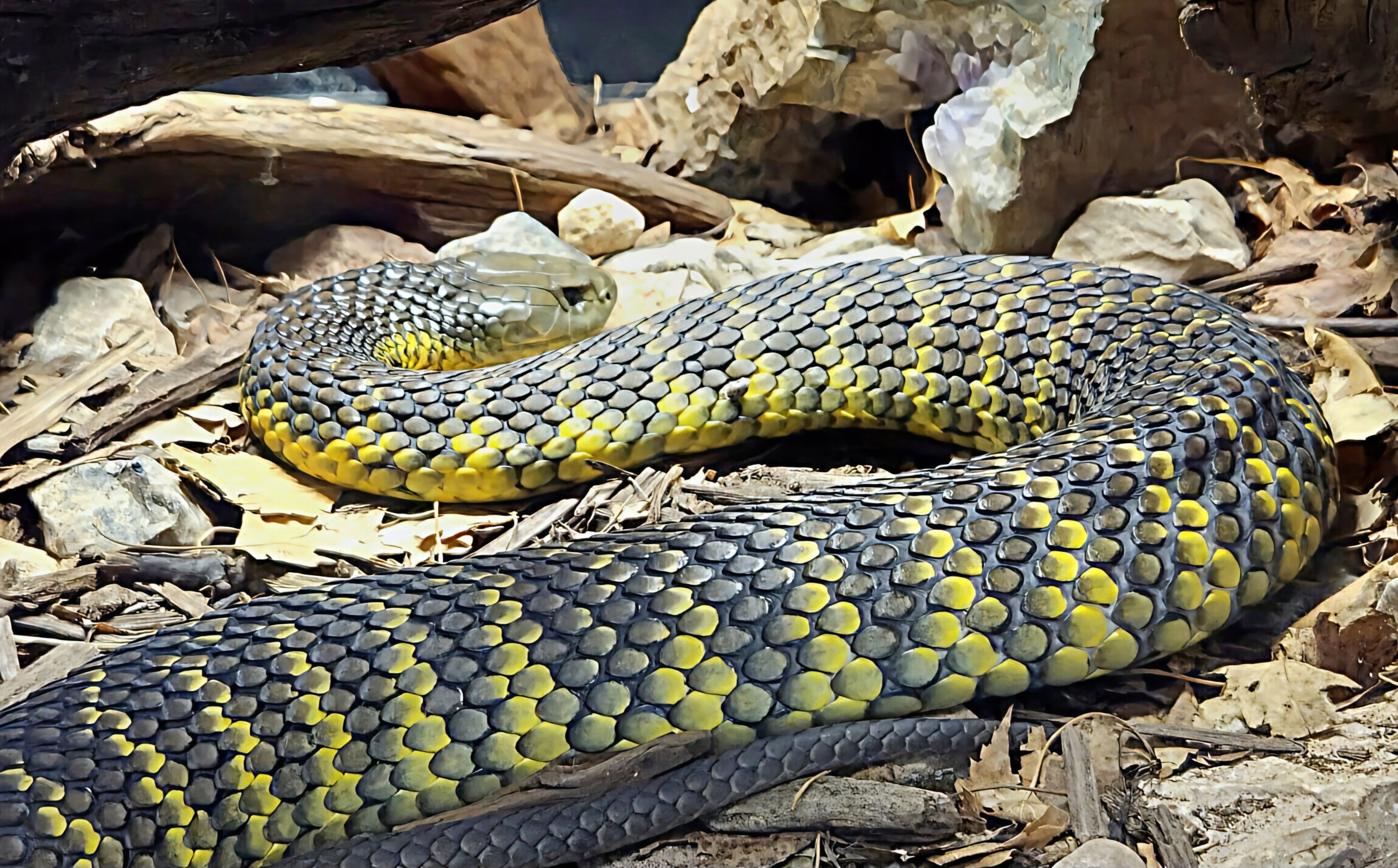 Tiger Snake-Reptile Gardens