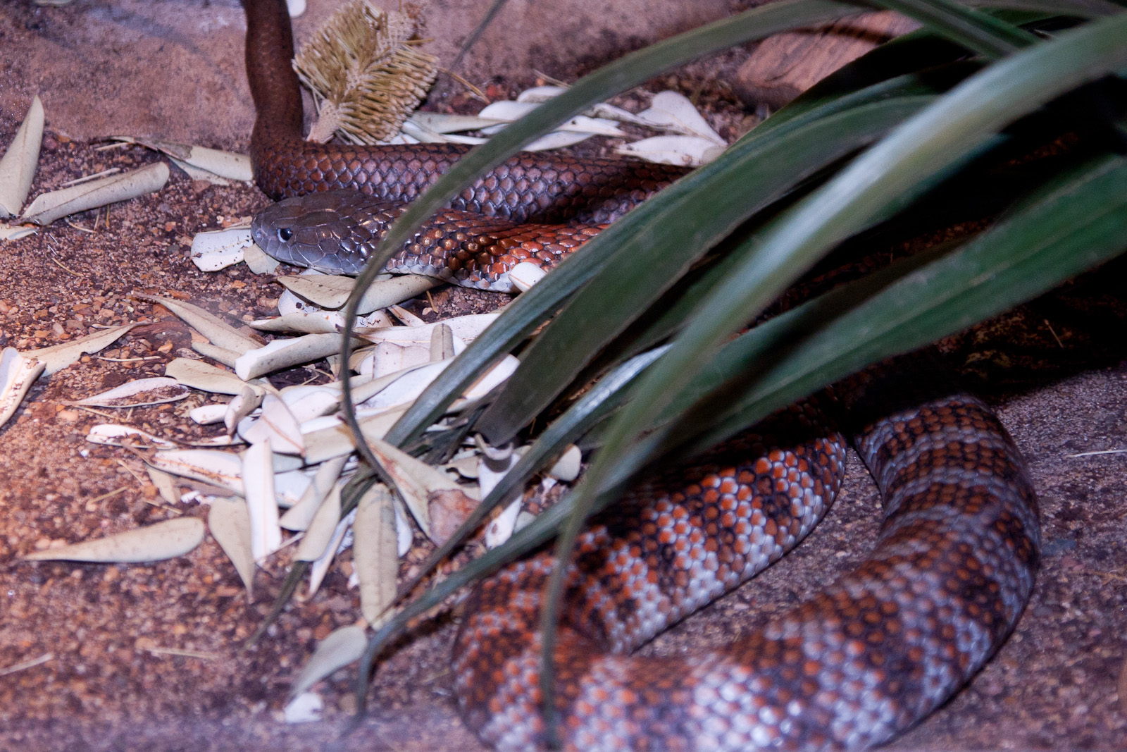 Tiger Snake, September 2011