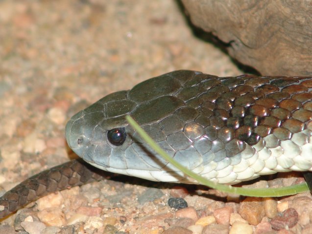 Tiger Snake