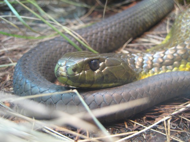 Tiger Snake