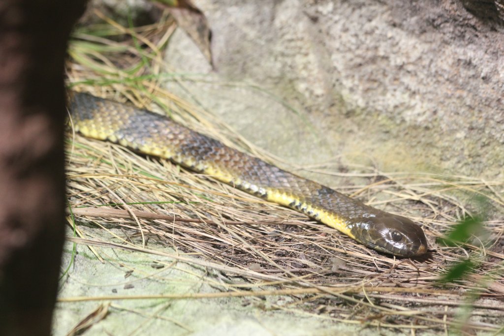 Tiger Snake
