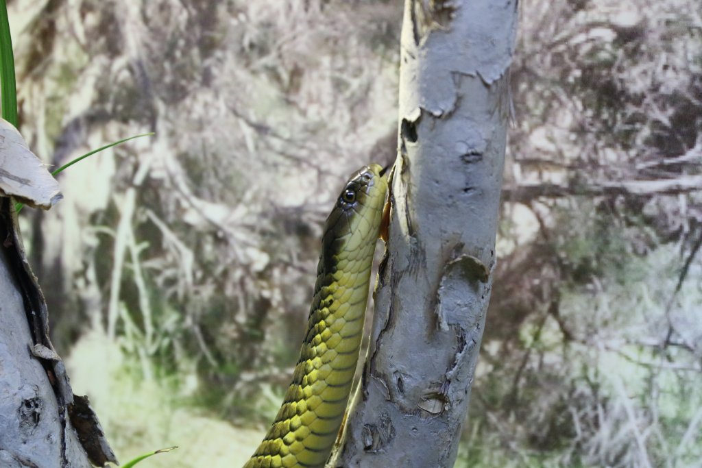 Tiger Snake