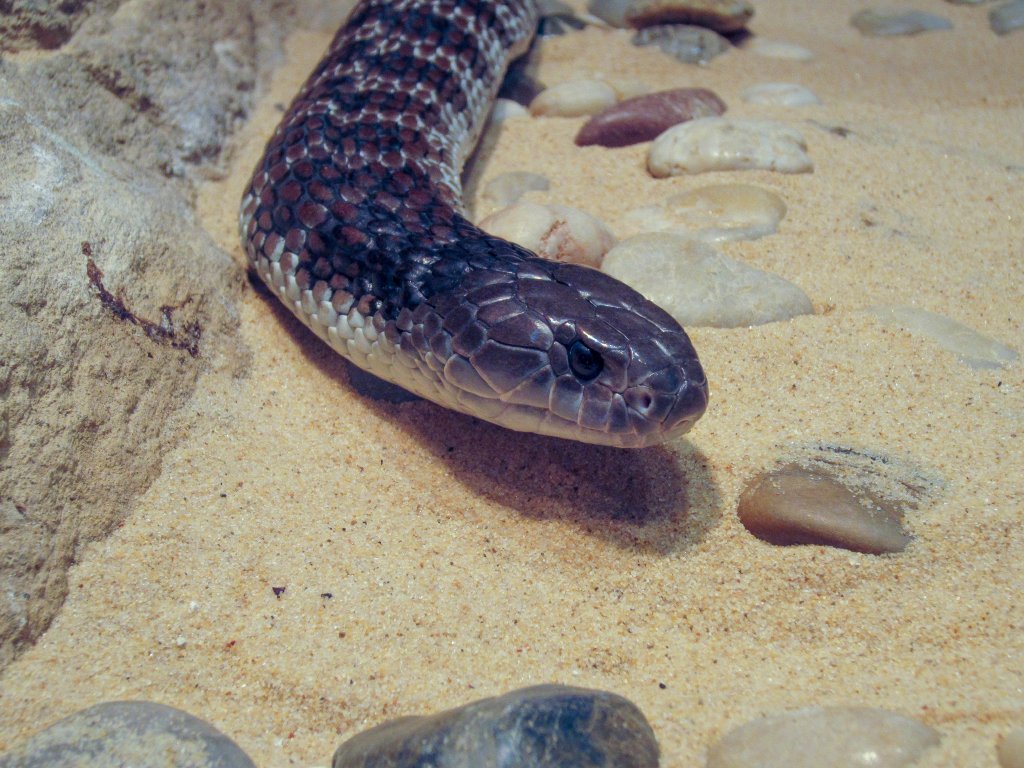 Tiger Snake