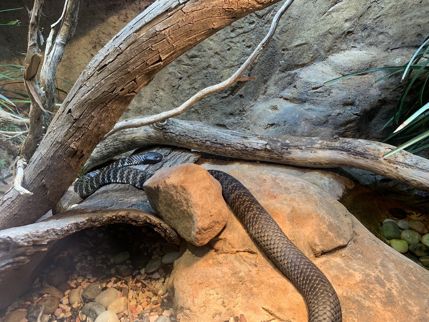 Tiger Snake